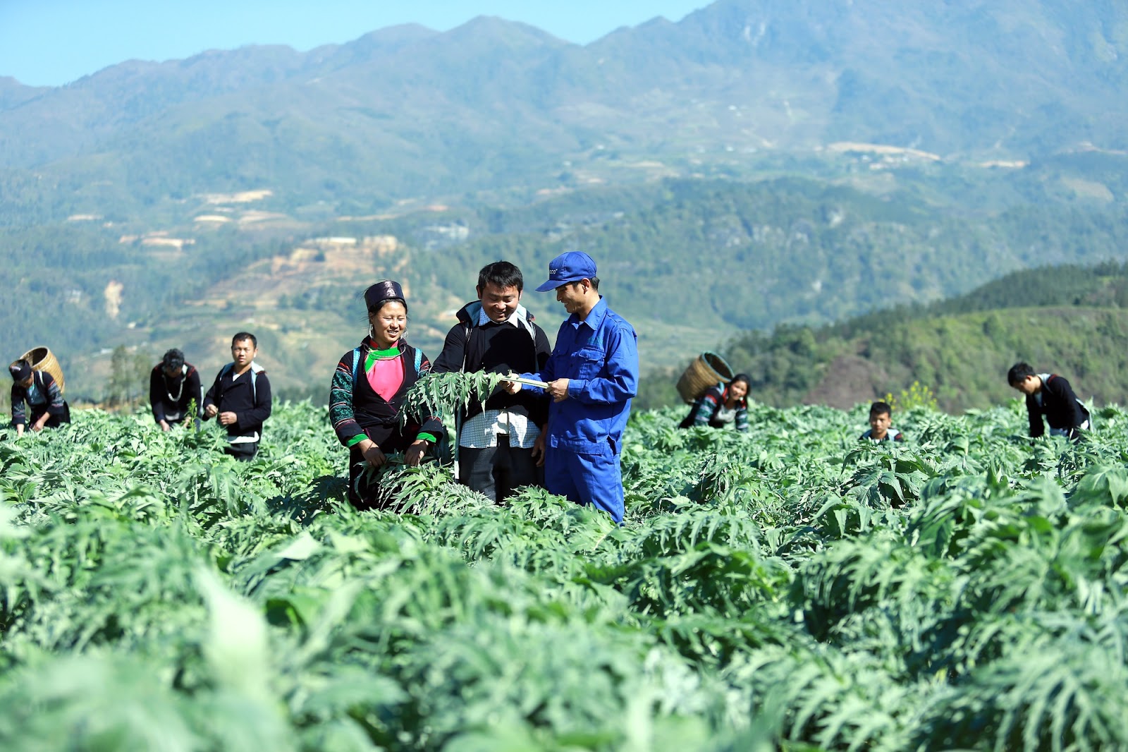 Traphaco và hành trình đảo ngược ‘nghịch lý dược liệu’ ở Việt Nam, nâng thu nhập dân nghèo lên tới trăm triệu/ năm- Ảnh 2.