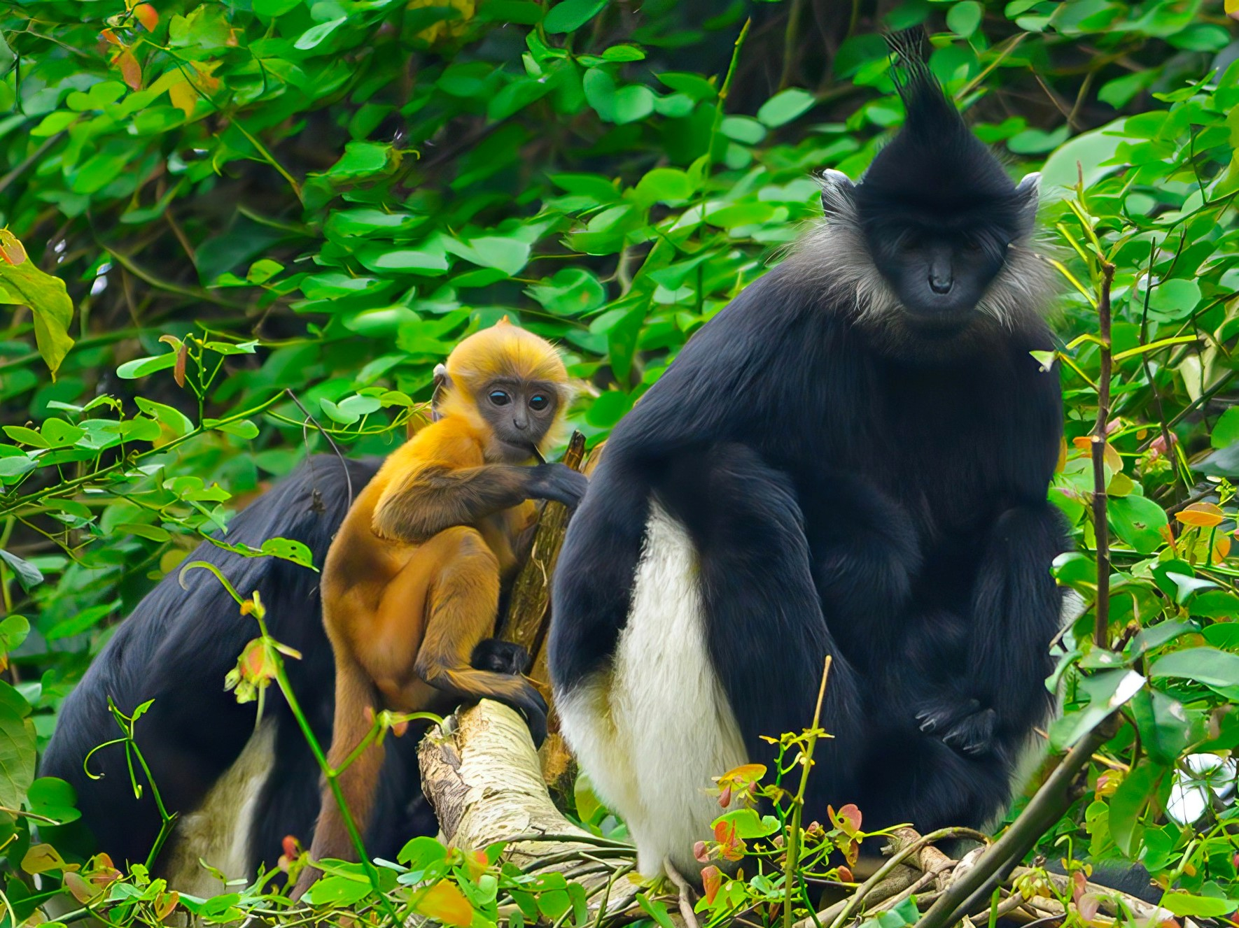 Langur conservation community- Ảnh 2.