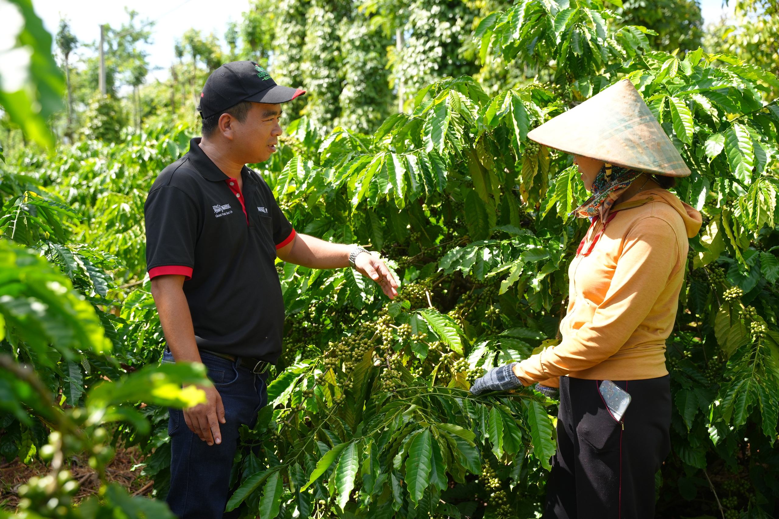 NESCAFÉ Plan - Thúc đẩy nông nghiệp tái sinh vì tương lai bền vững và sự thịnh vượng của cộng đồng nông dân trồng cà phê- Ảnh 15.