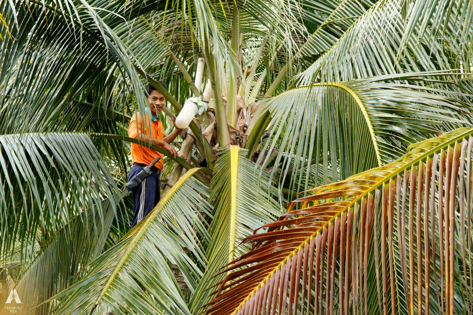 Những trái dừa "kỳ lạ" ở Trà Vinh và sự ra đời của loại đồ uống khiến khách Mỹ say mê- Ảnh 2. Những trái dừa "kỳ lạ" ở Trà Vinh và sự ra đời của loại đồ uống khiến khách Mỹ say mê- Ảnh 2.