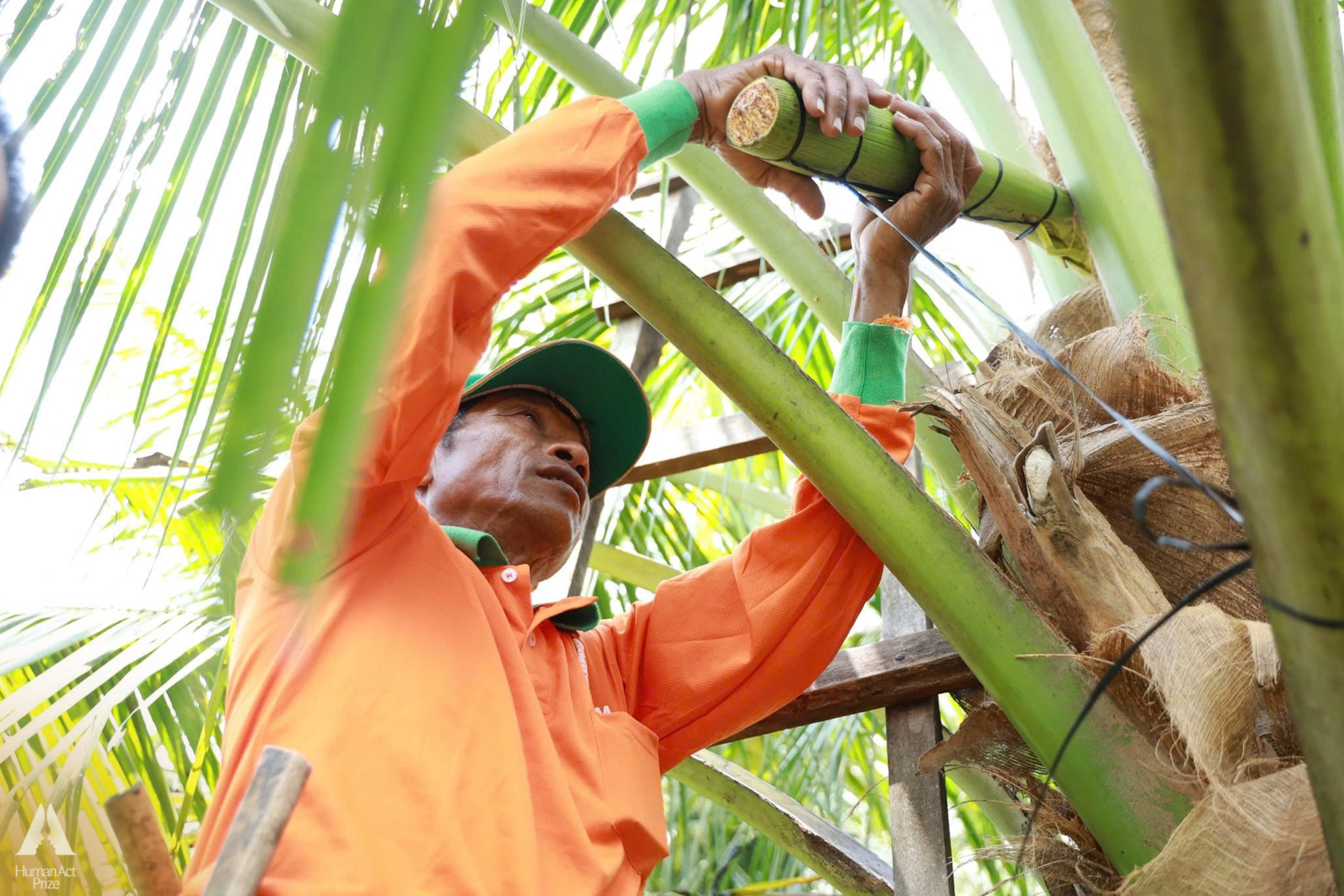 Những trái dừa "kỳ lạ" ở Trà Vinh và sự ra đời của loại đồ uống khiến khách Mỹ say mê- Ảnh 3. Những trái dừa "kỳ lạ" ở Trà Vinh và sự ra đời của loại đồ uống khiến khách Mỹ say mê- Ảnh 3.