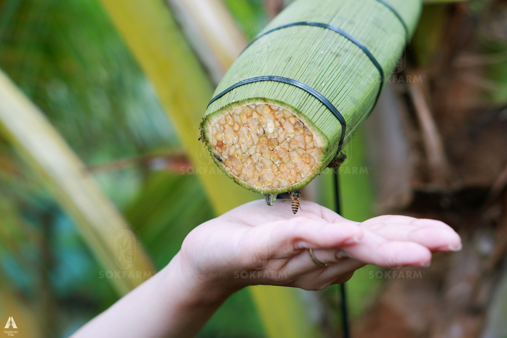 Những trái dừa "kỳ lạ" ở Trà Vinh và sự ra đời của loại đồ uống khiến khách Mỹ say mê- Ảnh 4. Những trái dừa "kỳ lạ" ở Trà Vinh và sự ra đời của loại đồ uống khiến khách Mỹ say mê- Ảnh 4.