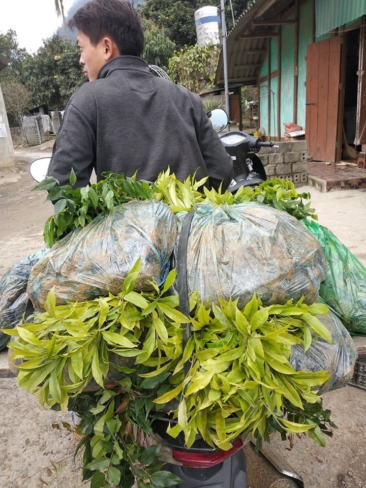 Ước mơ triệu cây xanh - Green Dream- Ảnh 11. Ước mơ triệu cây xanh - Green Dream- Ảnh 11.