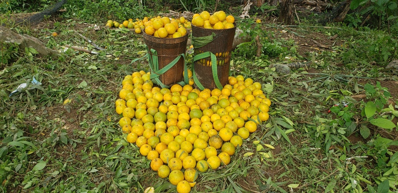 Chất Tạo Ngọt Tự Nhiên Tr"đin - Ảnh 2.