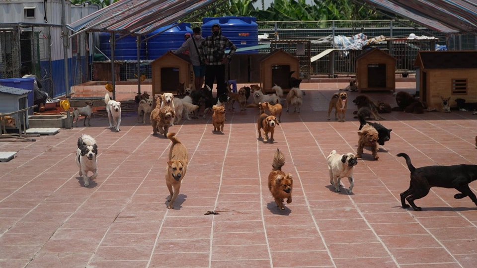 Trung tâm cứu hộ chó mèo SNNC - Ảnh 3.
