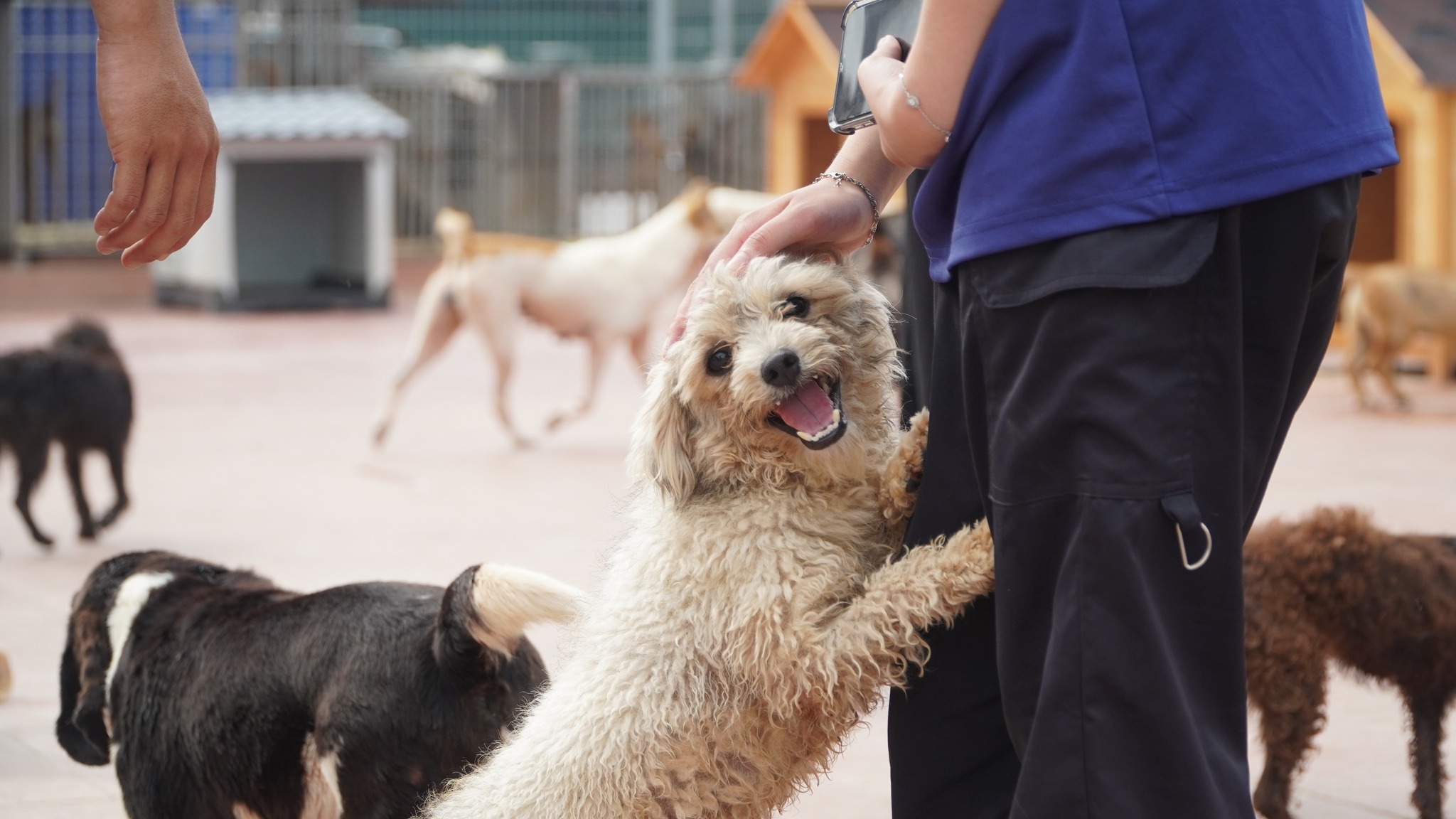 Trung tâm cứu hộ chó mèo SNNC - Ảnh 2.