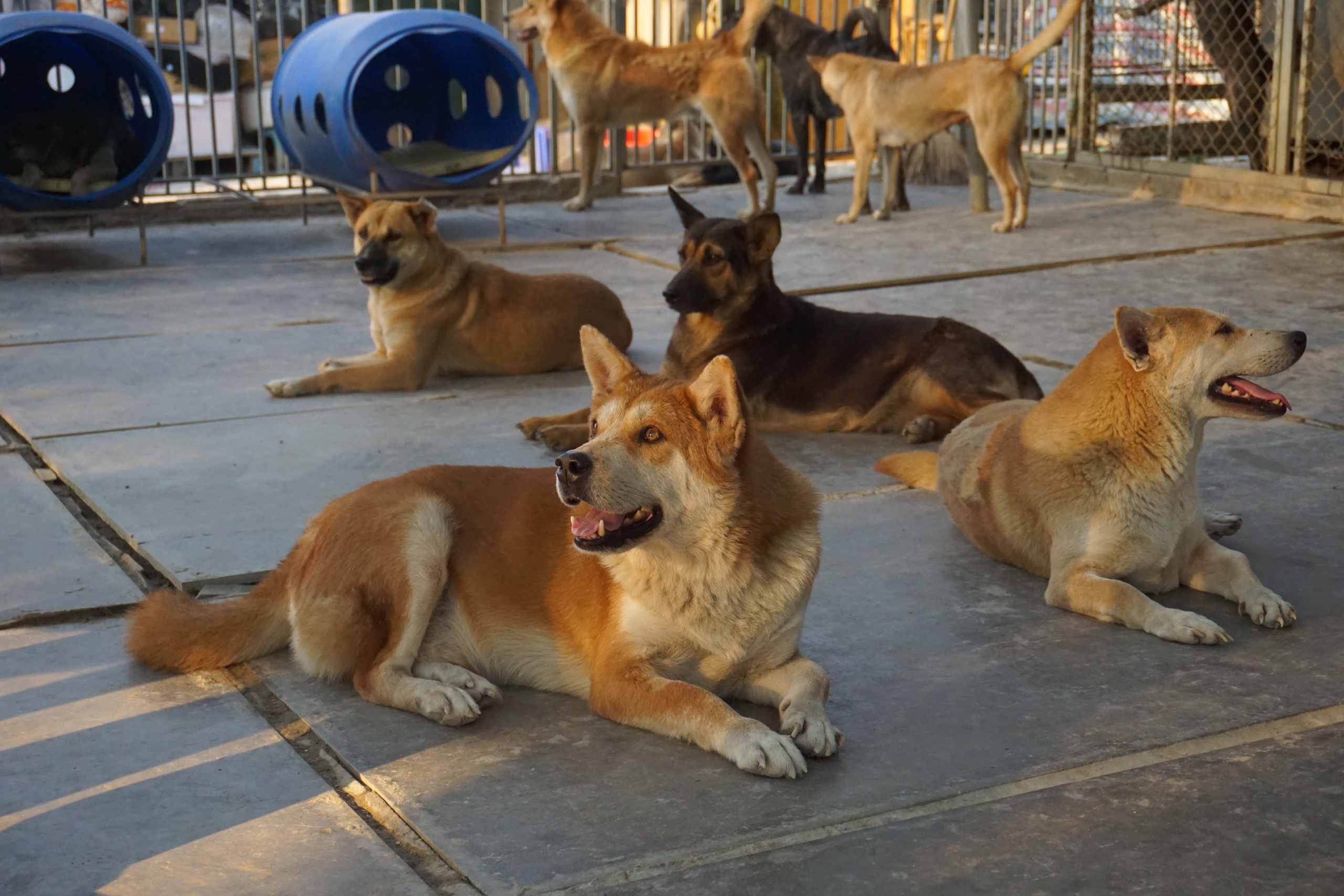 Trung tâm cứu hộ chó mèo SNNC - Ảnh 4.