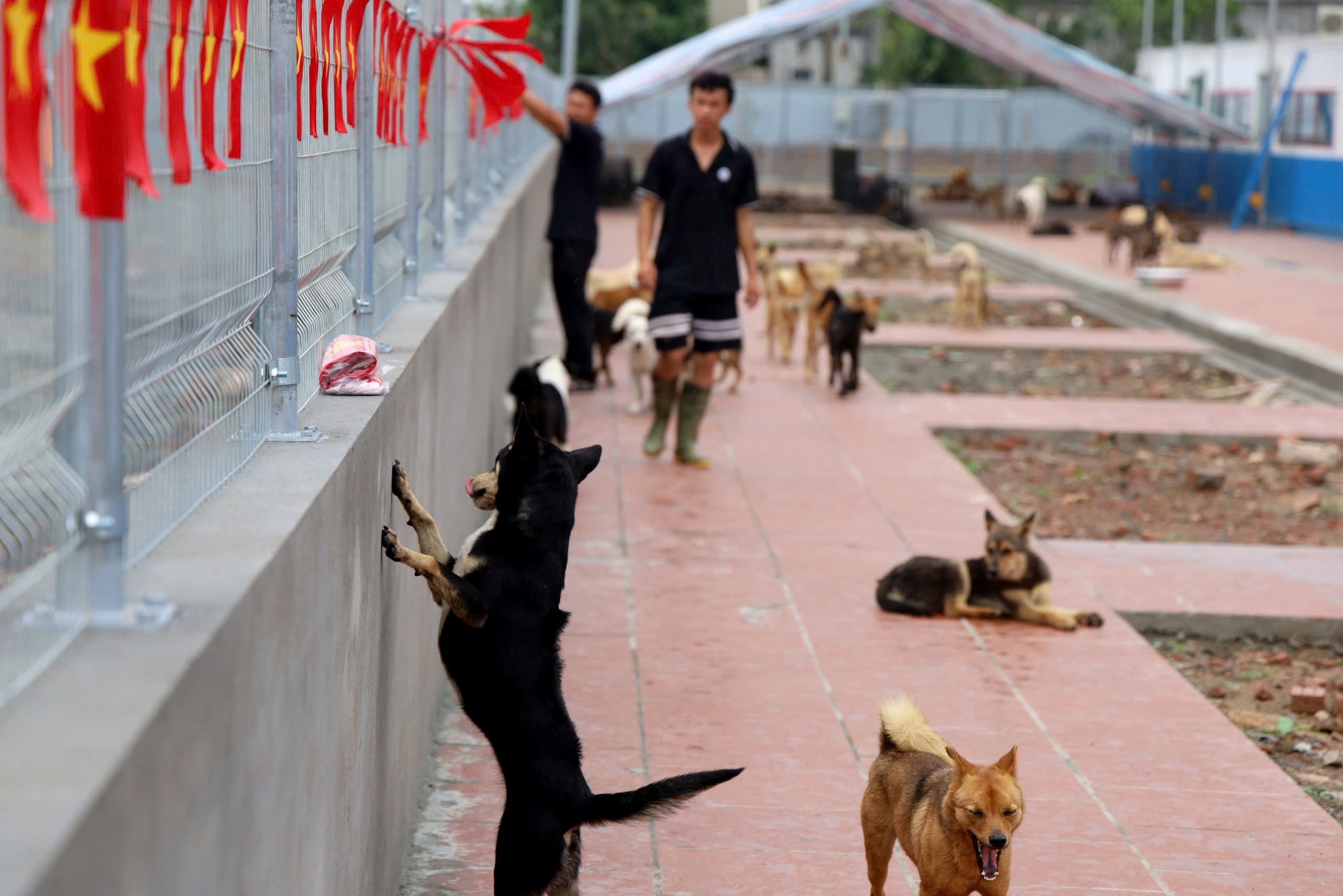 Trung tâm cứu hộ chó mèo SNNC - Ảnh 6.