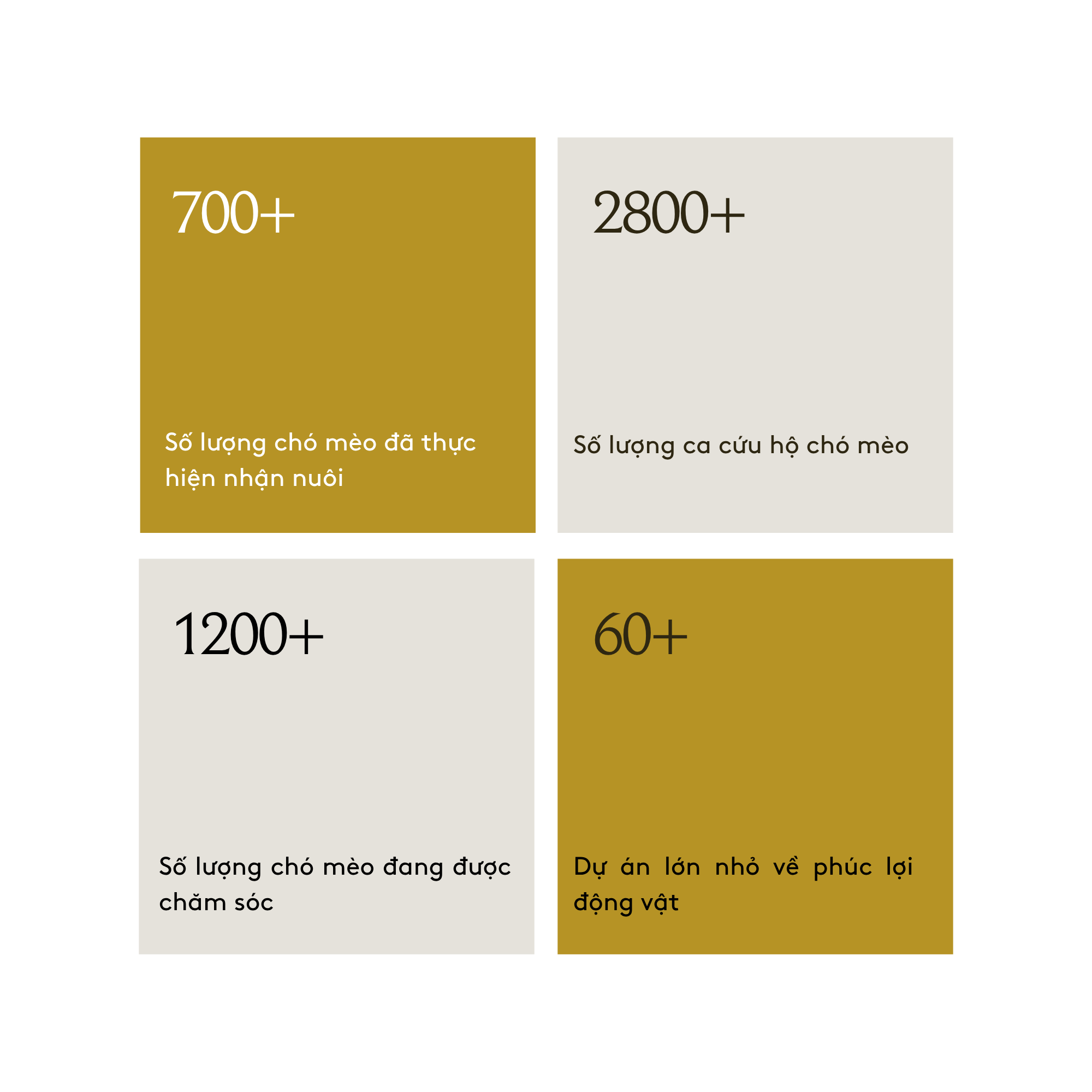 Trung tâm cứu hộ chó mèo SNNC - Ảnh 7.