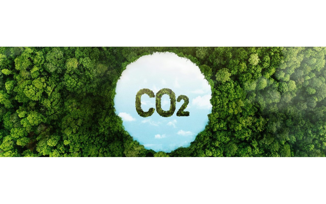 Thị trường tín chỉ carbon rừng: Bí mật phía sau những khoản lợi nhuận khổng lồ