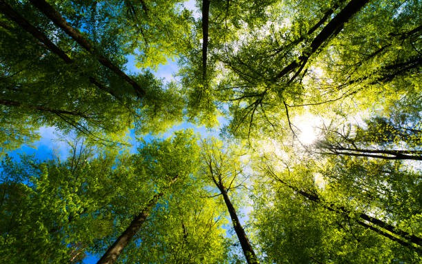 Bước ngoặt xanh: Việt Nam hoàn tất chuyển nhượng 1 triệu tấn carbon giảm thải cho Ngân hàng Thế giới