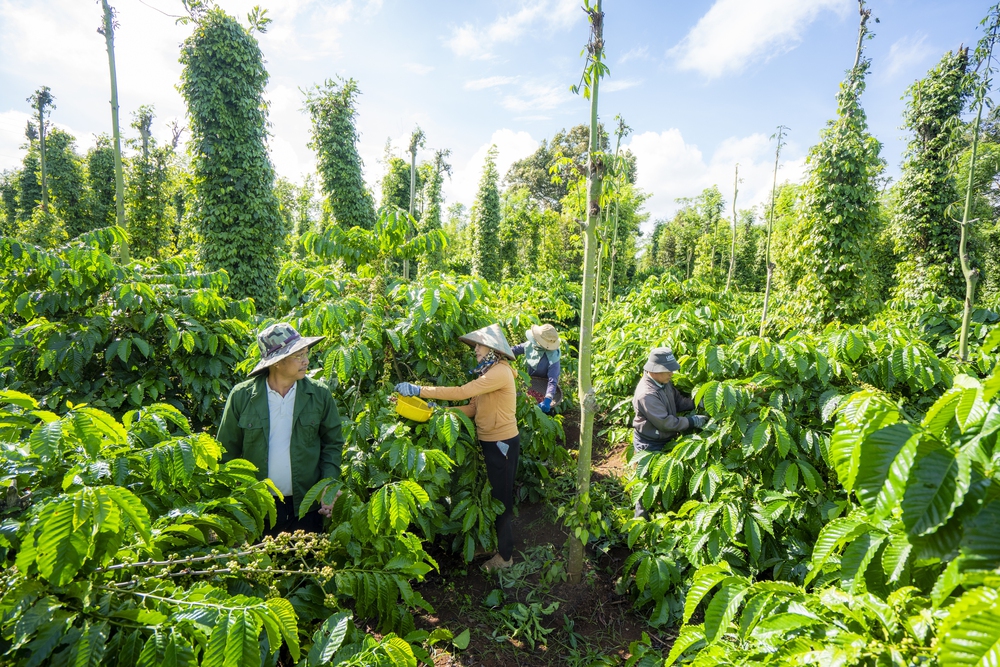 NESCAFÉ Plan - Thúc đẩy nông nghiệp tái sinh vì tương lai bền vững và sự thịnh vượng của cộng đồng nông dân trồng cà phê- Ảnh 14.