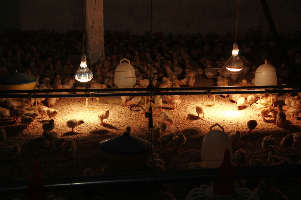 Nguồn cung ứng Bền Vững và từ địa phương- Ảnh 9.