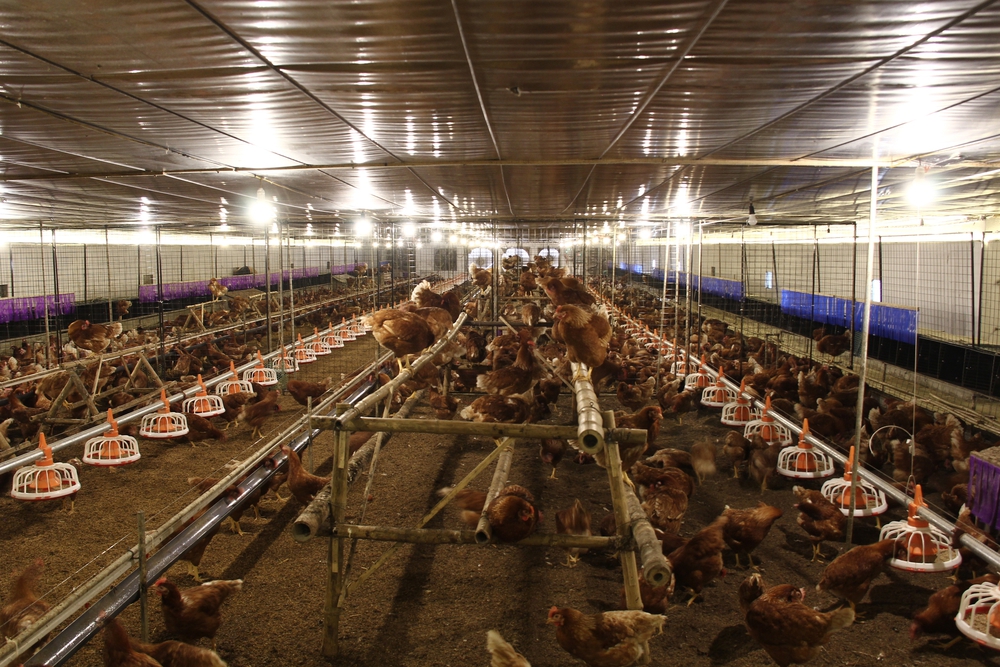 Nguồn cung ứng Bền Vững và từ địa phương- Ảnh 12.