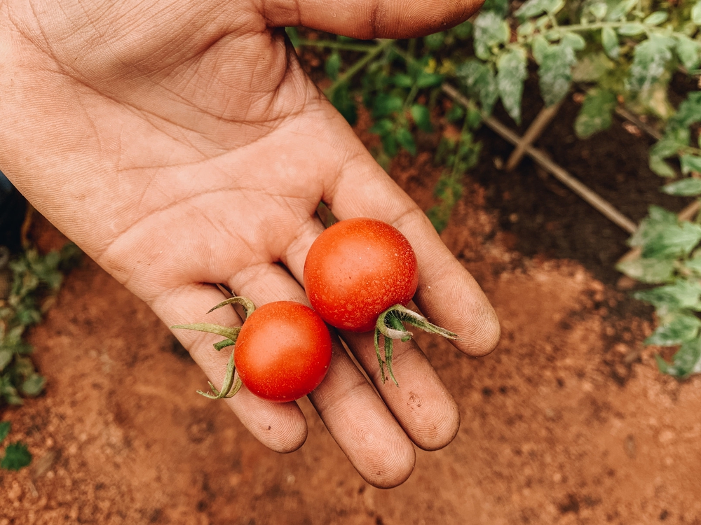 Nguồn cung ứng Bền Vững và từ địa phương- Ảnh 14.