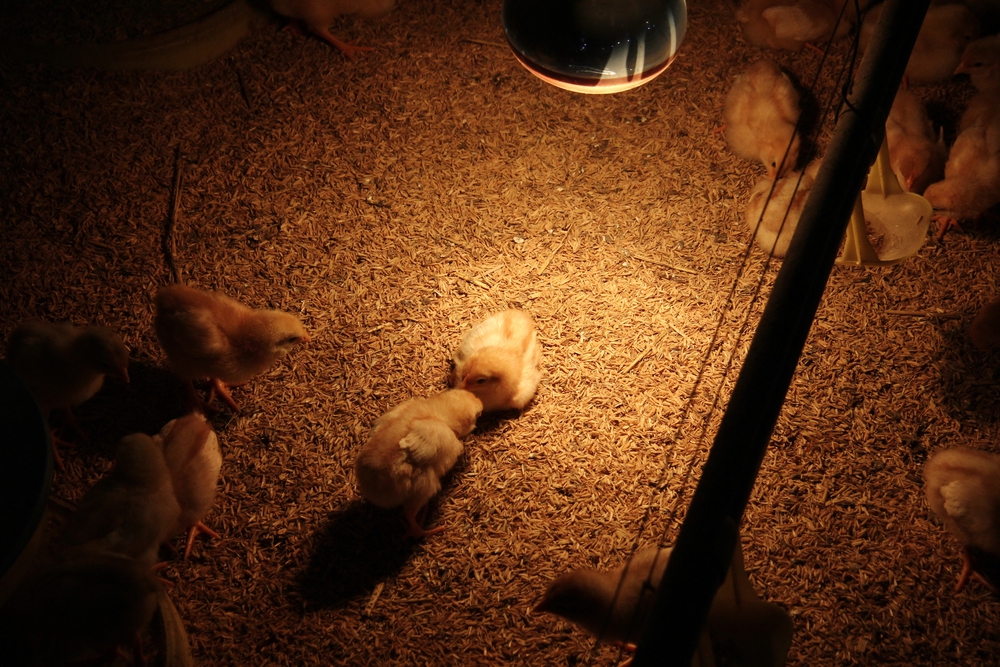 Nguồn cung ứng Bền Vững và từ địa phương- Ảnh 8.