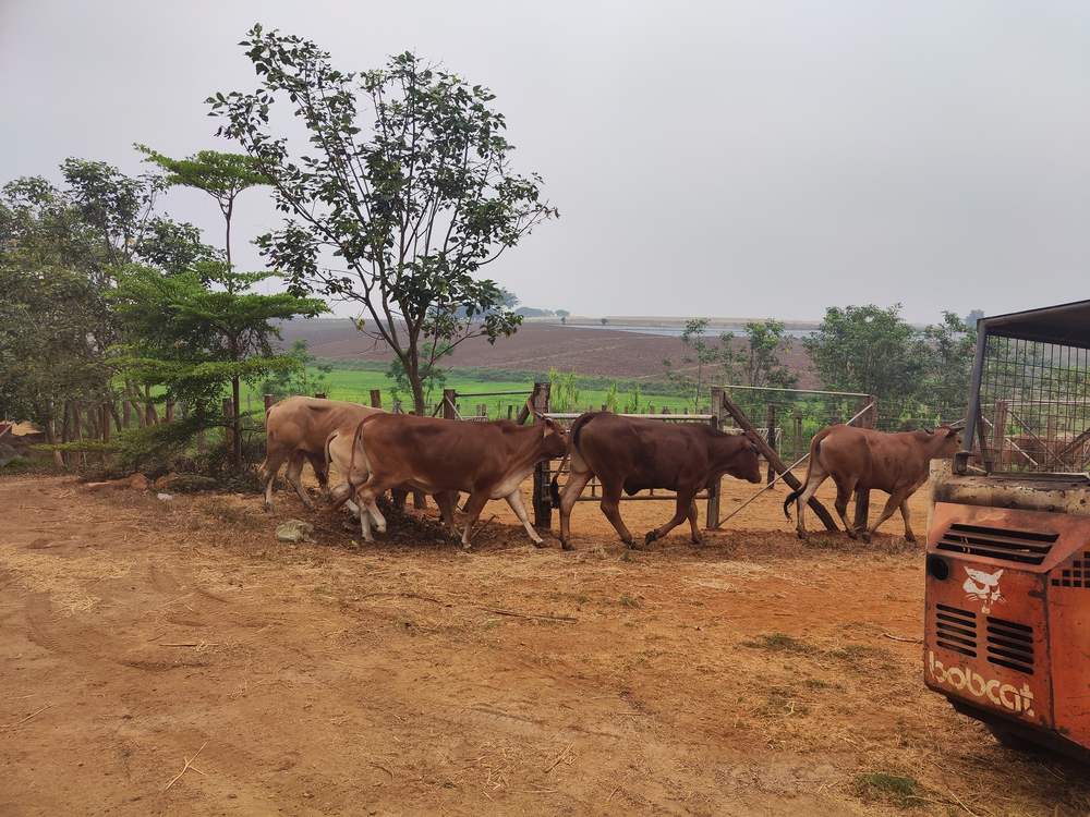 Nguồn cung ứng Bền Vững và từ địa phương- Ảnh 13.