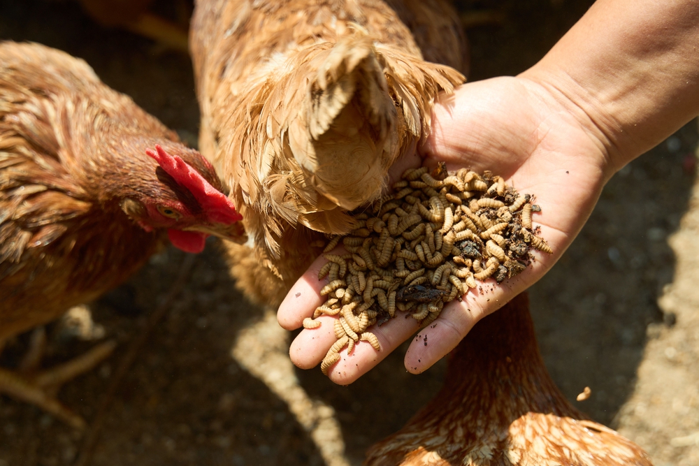 Nguồn cung ứng Bền Vững và từ địa phương- Ảnh 7.