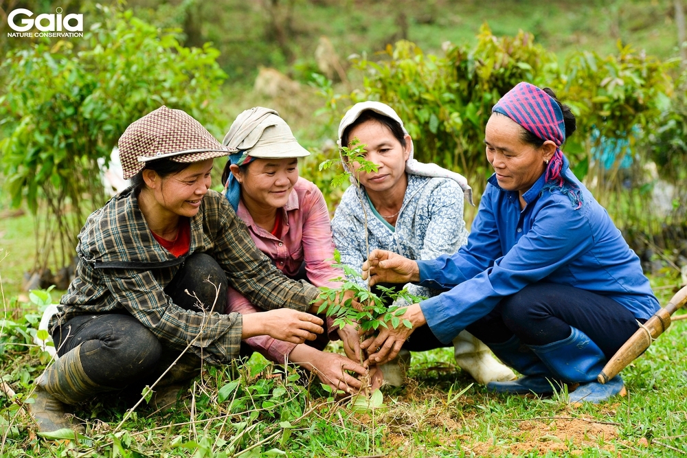 Góp 1 cây là góp rừng- Ảnh 23.