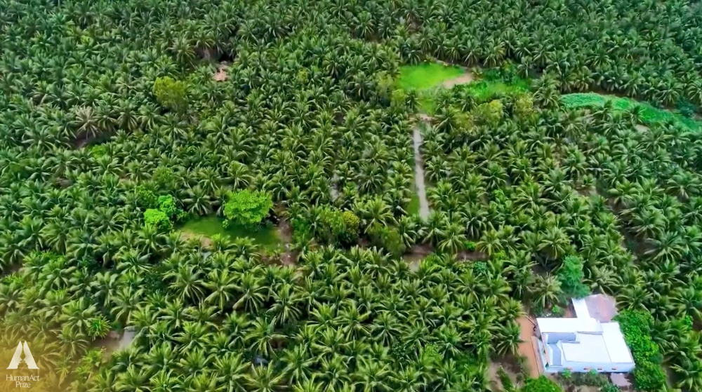 Những trái dừa "kỳ lạ" ở Trà Vinh và sự ra đời của loại đồ uống khiến khách Mỹ say mê- Ảnh 1. Những trái dừa "kỳ lạ" ở Trà Vinh và sự ra đời của loại đồ uống khiến khách Mỹ say mê- Ảnh 1.