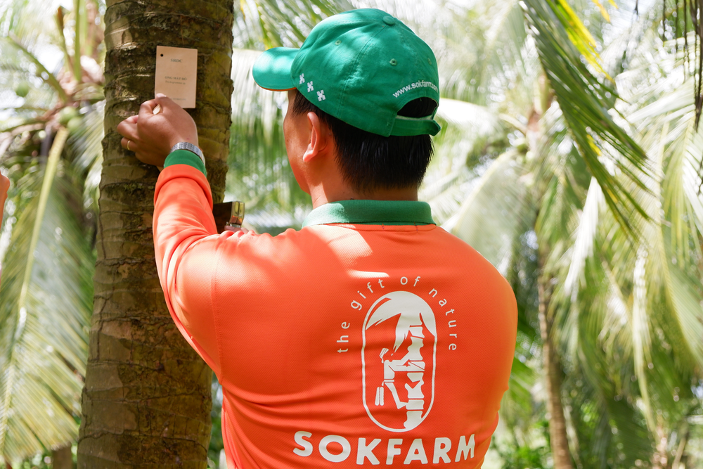 MẬT HOA DỪA SOKFARM - VỊ NGỌT BỀN VỮNG- Ảnh 7.