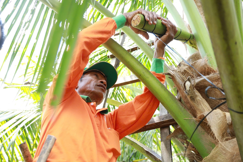MẬT HOA DỪA SOKFARM - VỊ NGỌT BỀN VỮNG- Ảnh 4.
