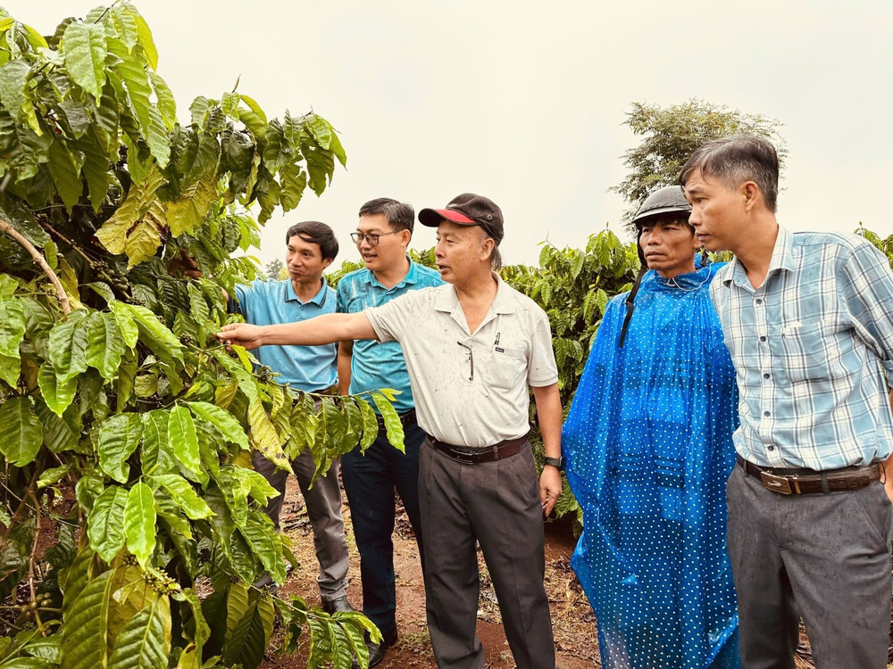 Canh tác cà phê thông minh thích ứng với biến đổi khí hậu- Ảnh 23. Canh tác cà phê thông minh thích ứng với biến đổi khí hậu- Ảnh 23.