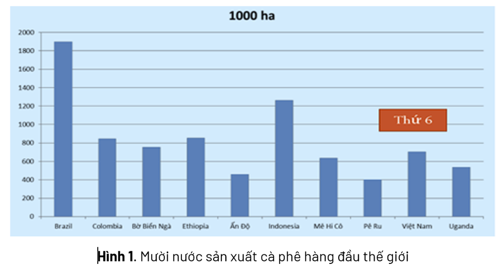 Canh tác cà phê thông minh thích ứng với biến đổi khí hậu- Ảnh 3. Canh tác cà phê thông minh thích ứng với biến đổi khí hậu- Ảnh 3.