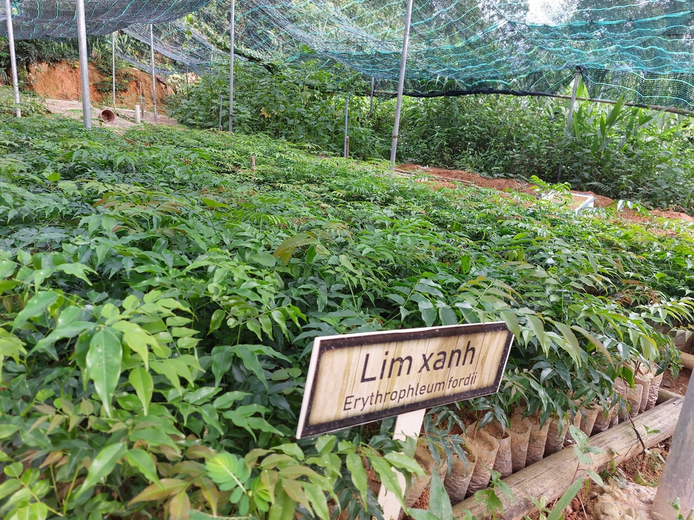 Mang rừng về vườn cà phê- Ảnh 20. Mang rừng về vườn cà phê- Ảnh 20.