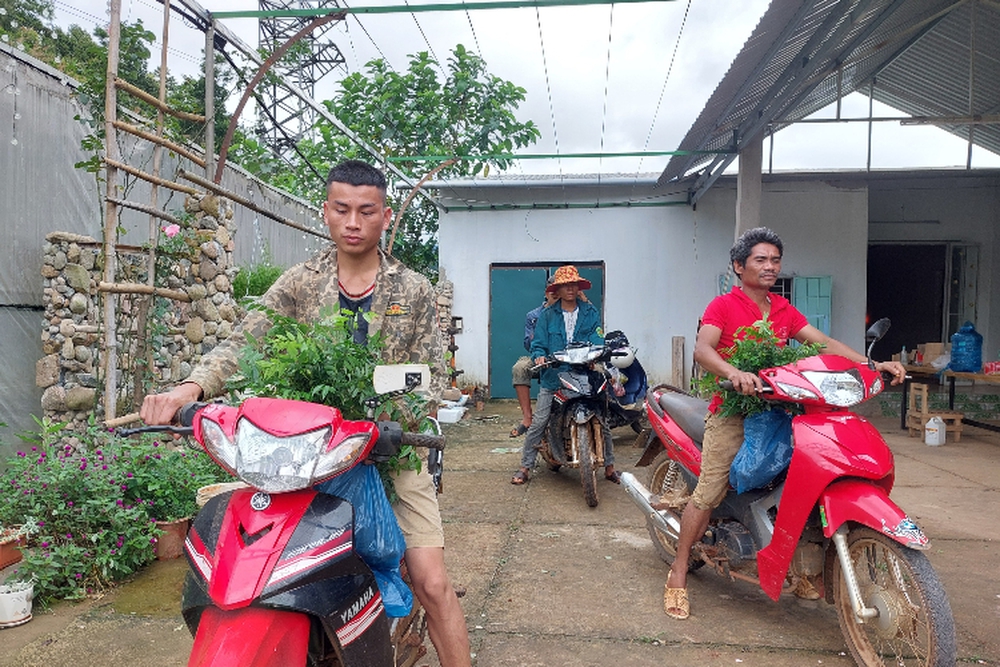 Mang rừng về vườn cà phê- Ảnh 8. Mang rừng về vườn cà phê- Ảnh 8.
