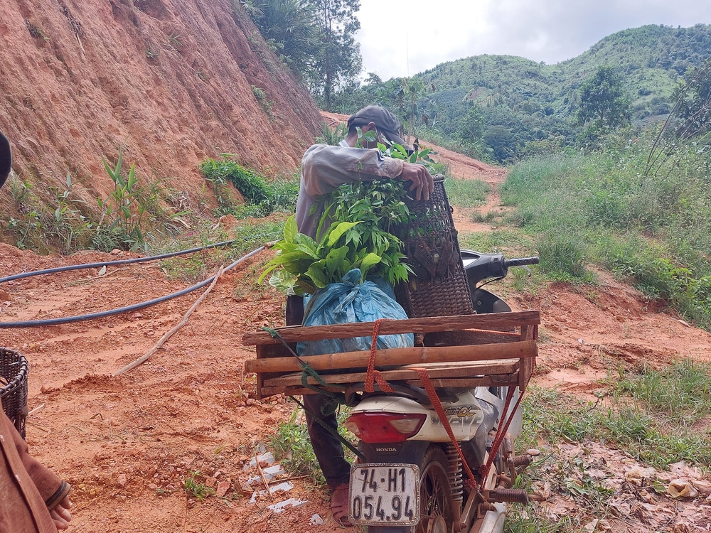 Mang rừng về vườn cà phê- Ảnh 19. Mang rừng về vườn cà phê- Ảnh 19.