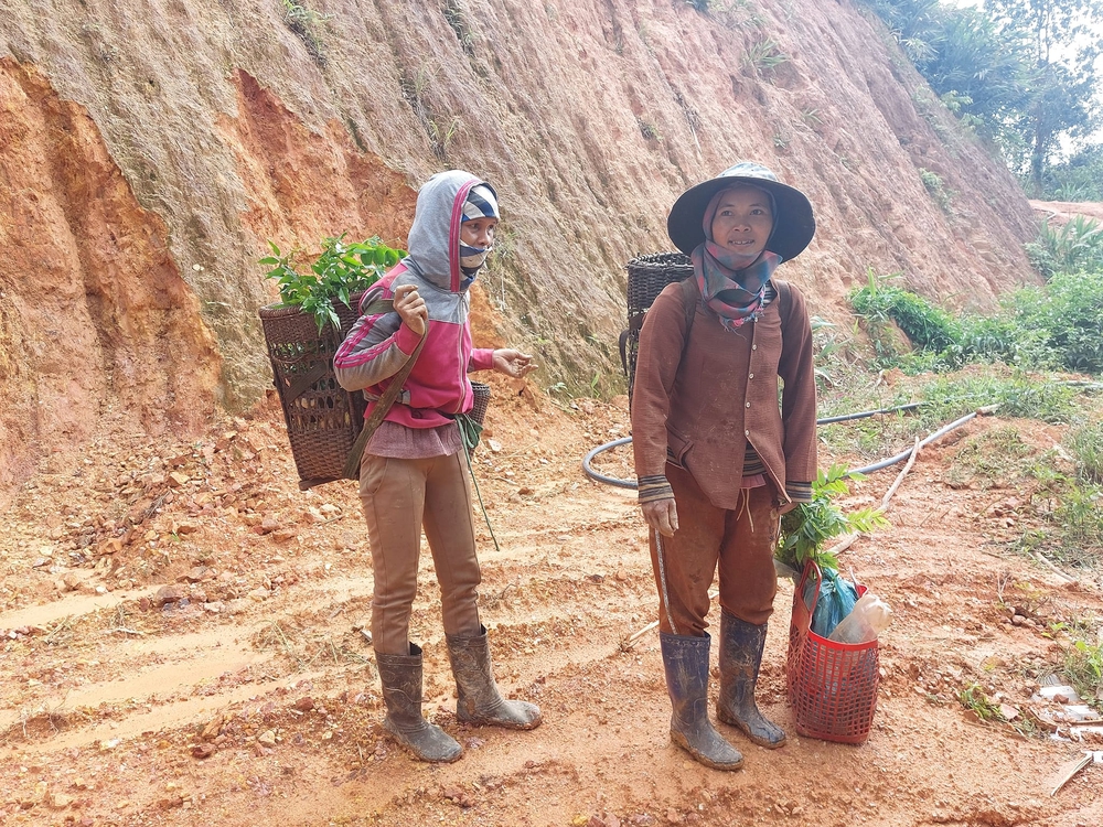Mang rừng về vườn cà phê- Ảnh 17. Mang rừng về vườn cà phê- Ảnh 17.