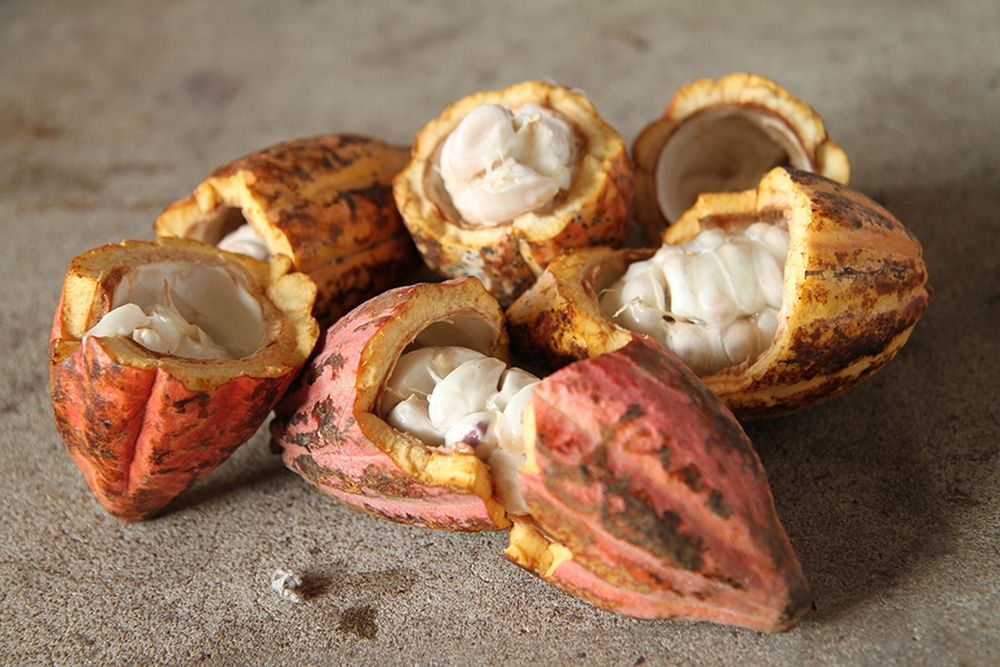 Cacao Trace by Puratos: Vị ngọt của những trái đắng- Ảnh 28. Cacao Trace by Puratos: Vị ngọt của những trái đắng- Ảnh 28.