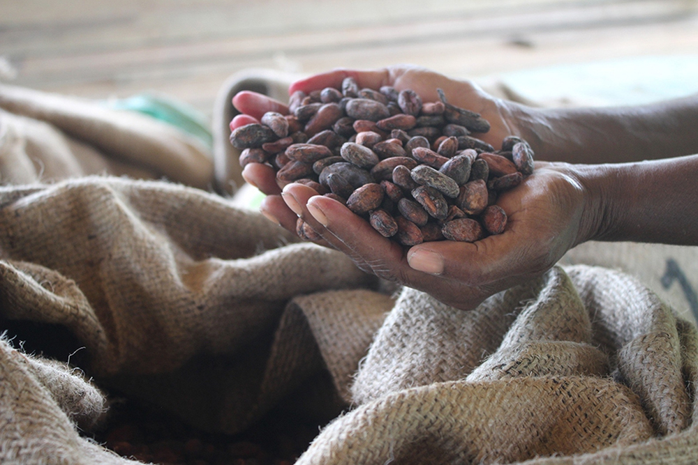 Cacao Trace by Puratos: Vị ngọt của những trái đắng- Ảnh 29. Cacao Trace by Puratos: Vị ngọt của những trái đắng- Ảnh 29.