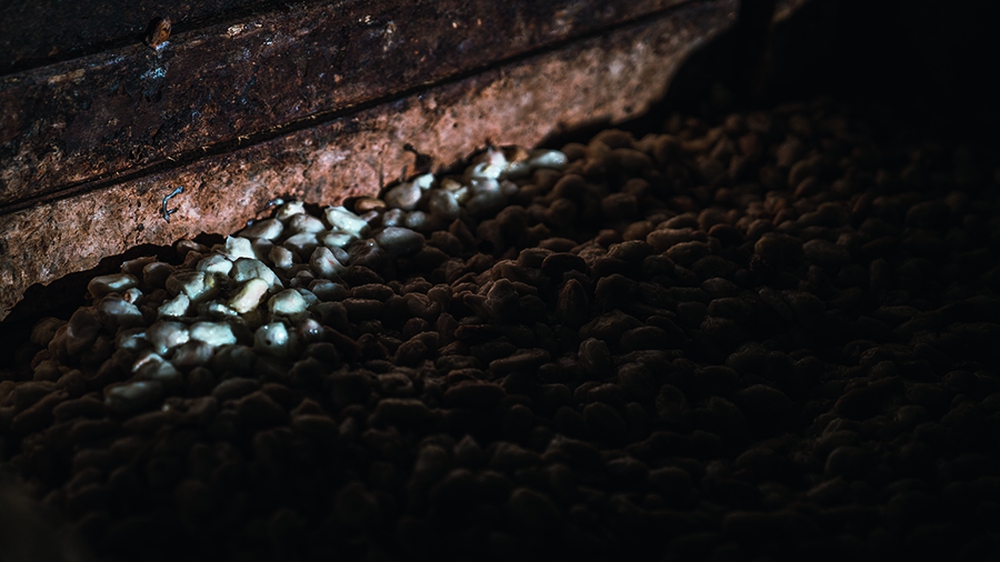 Cacao Trace by Puratos: Vị ngọt của những trái đắng- Ảnh 17. Cacao Trace by Puratos: Vị ngọt của những trái đắng- Ảnh 17.