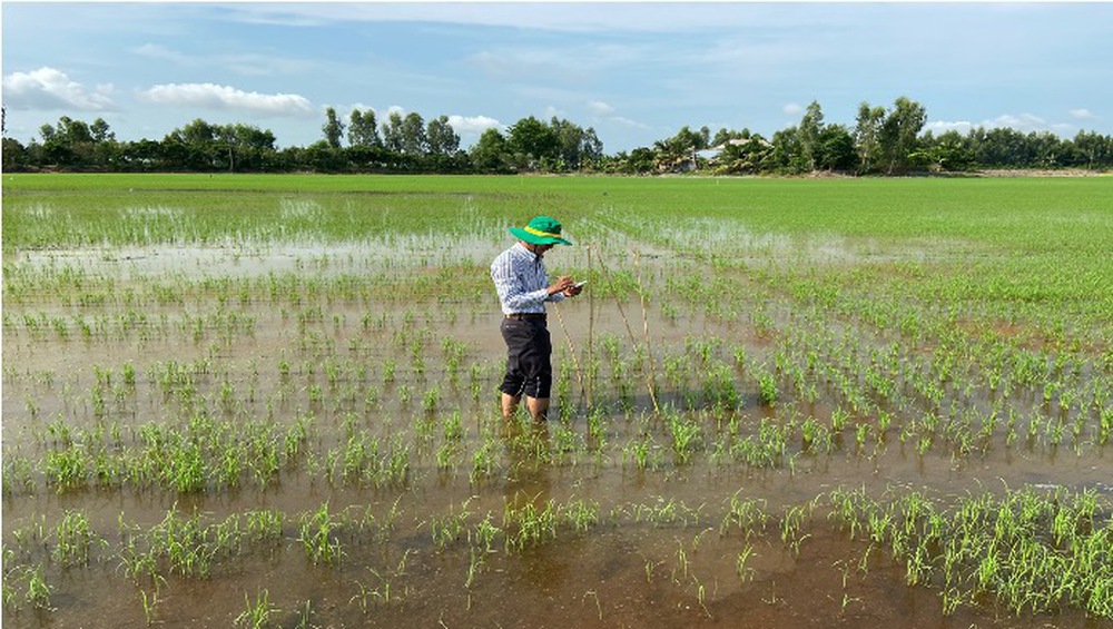 Canh tác lúa thông minh thích ứng với biến đổi khí hậu vùng ĐBSCL- Ảnh 20. Canh tác lúa thông minh thích ứng với biến đổi khí hậu vùng ĐBSCL- Ảnh 20.
