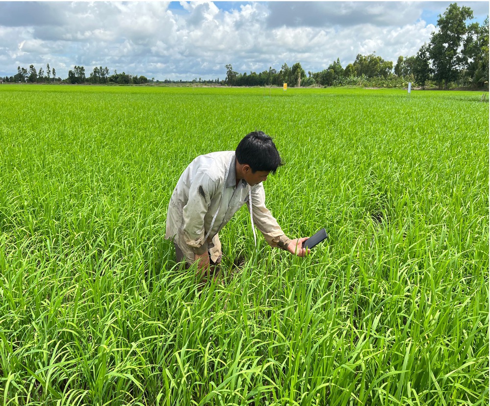 Canh tác lúa thông minh thích ứng với biến đổi khí hậu vùng ĐBSCL- Ảnh 21. Canh tác lúa thông minh thích ứng với biến đổi khí hậu vùng ĐBSCL- Ảnh 21.