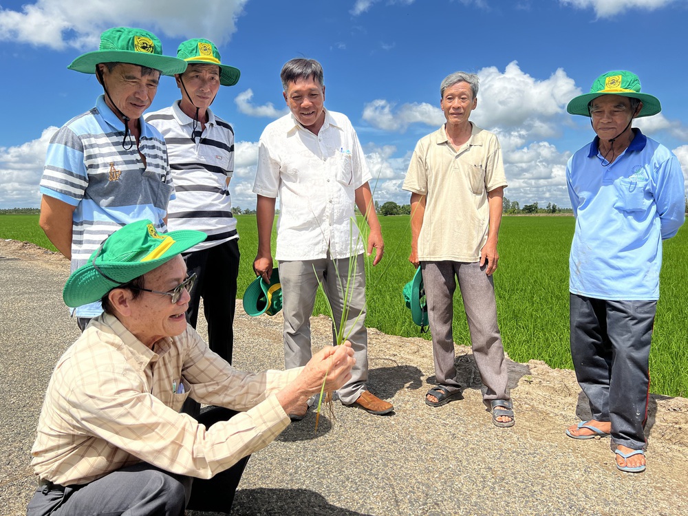 Canh tác lúa thông minh thích ứng với biến đổi khí hậu vùng ĐBSCL- Ảnh 6. Canh tác lúa thông minh thích ứng với biến đổi khí hậu vùng ĐBSCL- Ảnh 6.