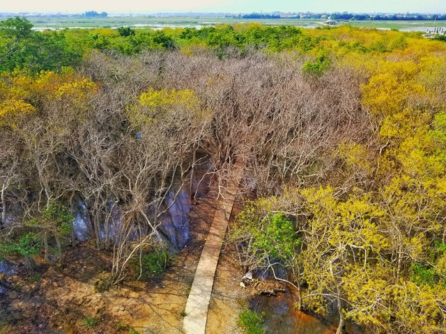 Huế “bật chế độ xanh” với 70 ha rừng để đối đầu với biến đổi khí hậu - Ảnh 1.