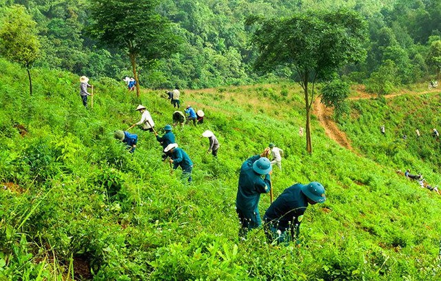 Huế “bật chế độ xanh” với 70 ha rừng để đối đầu với biến đổi khí hậu - Ảnh 2.