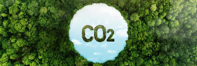 Thị trường tín chỉ carbon rừng: Bí mật phía sau những khoản lợi nhuận khổng lồ - Ảnh 1.