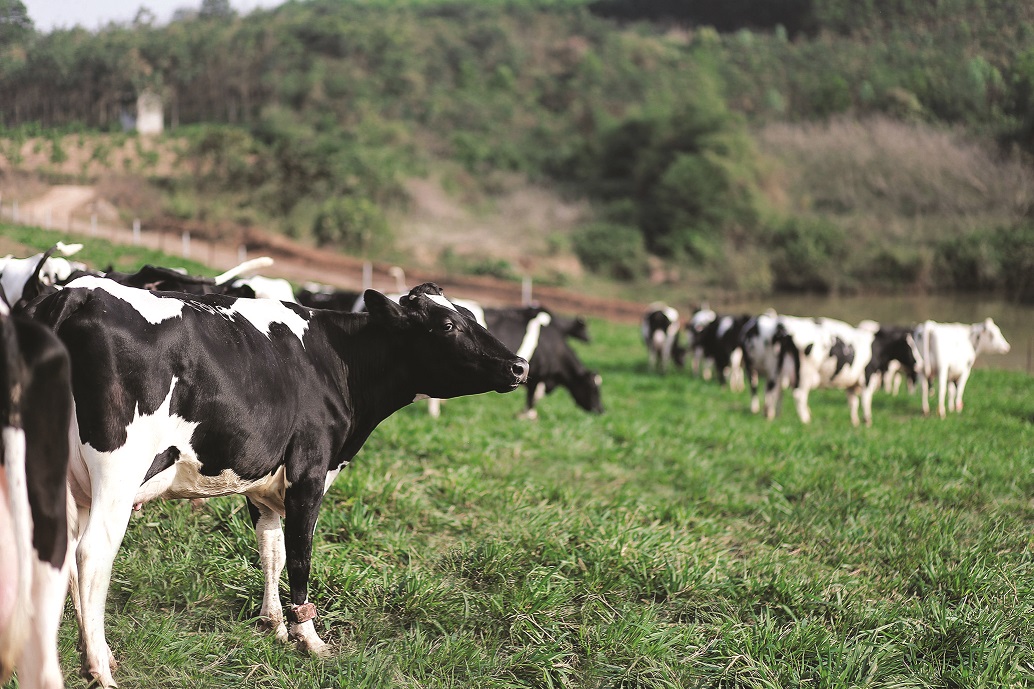 Dự án thay đổi bản chất ngành sữa Việt Nam trên nền tảng phát triển bền vững, vì sức khỏe cộng đồng- Ảnh 6.
