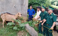 Mô hình DÊ GIỐNG KHỞI NGHIỆP - trao sinh kế khởi nghiệp