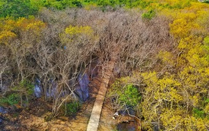 Huế “bật chế độ xanh” với 70 ha rừng để đối đầu với biến đổi khí hậu