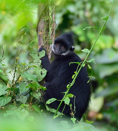 Langur conservation community