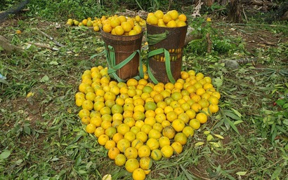 Chất Tạo Ngọt Tự Nhiên Tr"đin