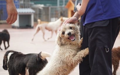 Trung tâm cứu hộ chó mèo SNNC